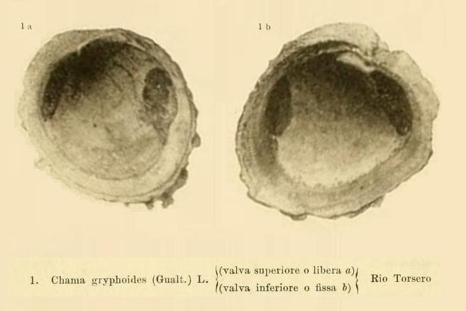 Chama gryphoides (Linn, 1758)